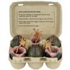 Alien Xenomorph egg set collectible carton in doos Neca